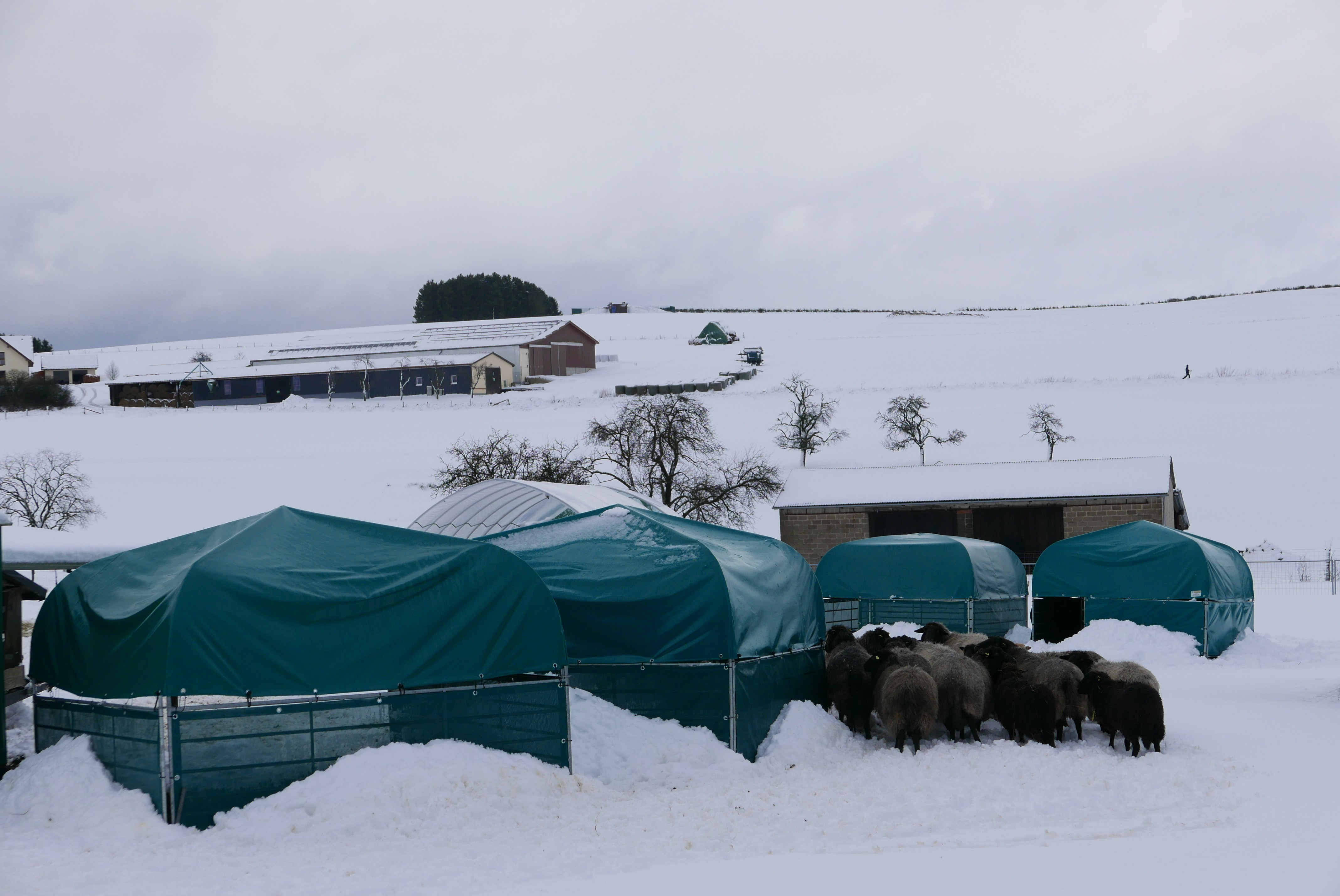 Schafhaltung Winterweide